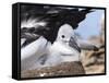 Mollymawk Chick with Adult Bird on Nest. Falkland Islands-Martin Zwick-Framed Stretched Canvas