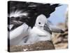 Mollymawk Chick with Adult Bird on Nest. Falkland Islands-Martin Zwick-Stretched Canvas