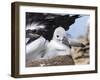 Mollymawk Chick with Adult Bird on Nest. Falkland Islands-Martin Zwick-Framed Photographic Print