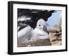 Mollymawk Chick with Adult Bird on Nest. Falkland Islands-Martin Zwick-Framed Photographic Print