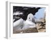 Mollymawk Chick with Adult Bird on Nest. Falkland Islands-Martin Zwick-Framed Photographic Print