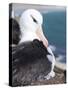 Mollymawk Chick with Adult Bird on Nest. Falkland Islands-Martin Zwick-Stretched Canvas