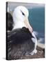 Mollymawk Chick with Adult Bird on Nest. Falkland Islands-Martin Zwick-Stretched Canvas