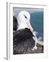 Mollymawk Chick with Adult Bird on Nest. Falkland Islands-Martin Zwick-Framed Photographic Print