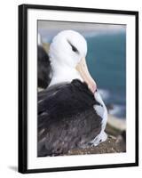 Mollymawk Chick with Adult Bird on Nest. Falkland Islands-Martin Zwick-Framed Photographic Print