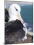 Mollymawk Chick with Adult Bird on Nest. Falkland Islands-Martin Zwick-Mounted Photographic Print