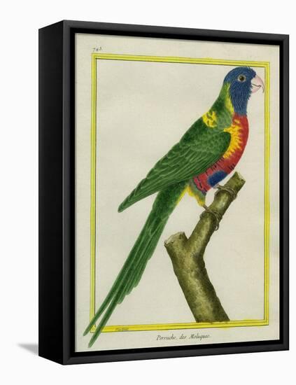 Moluccan King Parrot-Georges-Louis Buffon-Framed Stretched Canvas