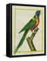Moluccan King Parrot-Georges-Louis Buffon-Framed Stretched Canvas