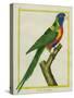 Moluccan King Parrot-Georges-Louis Buffon-Stretched Canvas