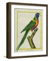 Moluccan King Parrot-Georges-Louis Buffon-Framed Giclee Print