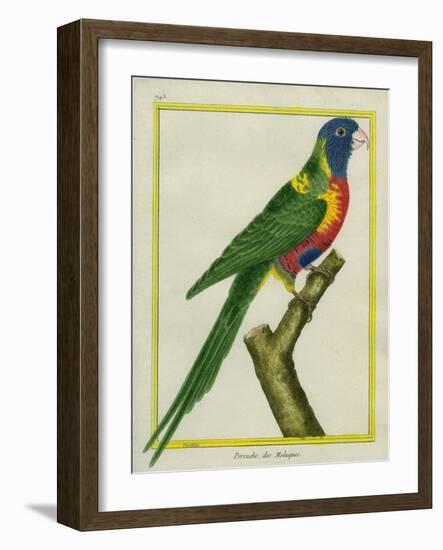 Moluccan King Parrot-Georges-Louis Buffon-Framed Giclee Print