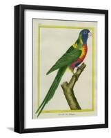 Moluccan King Parrot-Georges-Louis Buffon-Framed Giclee Print