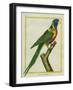 Moluccan King Parrot-Georges-Louis Buffon-Framed Giclee Print