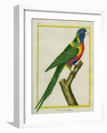 Moluccan King Parrot-Georges-Louis Buffon-Framed Giclee Print