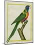 Moluccan King Parrot-Georges-Louis Buffon-Mounted Giclee Print