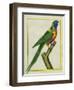 Moluccan King Parrot-Georges-Louis Buffon-Framed Premium Giclee Print