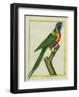 Moluccan King Parrot-Georges-Louis Buffon-Framed Premium Giclee Print