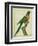 Moluccan King Parrot-Georges-Louis Buffon-Framed Premium Giclee Print