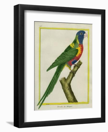 Moluccan King Parrot-Georges-Louis Buffon-Framed Premium Giclee Print