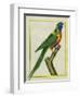 Moluccan King Parrot-Georges-Louis Buffon-Framed Premium Giclee Print