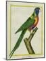 Moluccan King Parrot-Georges-Louis Buffon-Mounted Premium Giclee Print