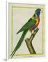 Moluccan King Parrot-Georges-Louis Buffon-Framed Giclee Print