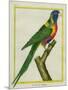 Moluccan King Parrot-Georges-Louis Buffon-Mounted Giclee Print