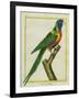 Moluccan King Parrot-Georges-Louis Buffon-Framed Giclee Print