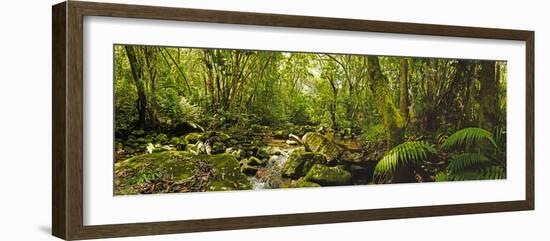 Molweni river flowing in a forest, Krantzkloof Nature Reserve, KwaZulu-Natal, South Africa-null-Framed Photographic Print