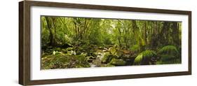 Molweni river flowing in a forest, Krantzkloof Nature Reserve, KwaZulu-Natal, South Africa-null-Framed Photographic Print