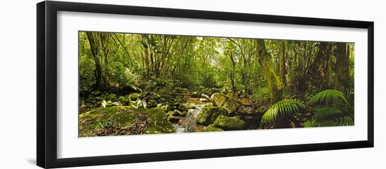 Molweni river flowing in a forest, Krantzkloof Nature Reserve, KwaZulu-Natal, South Africa-null-Framed Photographic Print