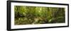 Molweni river flowing in a forest, Krantzkloof Nature Reserve, KwaZulu-Natal, South Africa-null-Framed Photographic Print