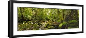 Molweni river flowing in a forest, Krantzkloof Nature Reserve, KwaZulu-Natal, South Africa-null-Framed Photographic Print