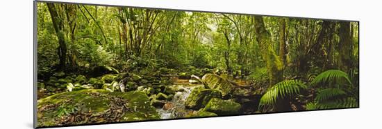 Molweni river flowing in a forest, Krantzkloof Nature Reserve, KwaZulu-Natal, South Africa-null-Mounted Photographic Print