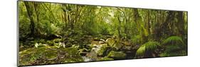 Molweni river flowing in a forest, Krantzkloof Nature Reserve, KwaZulu-Natal, South Africa-null-Mounted Photographic Print