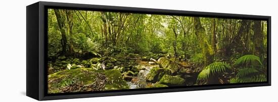 Molweni river flowing in a forest, Krantzkloof Nature Reserve, KwaZulu-Natal, South Africa-null-Framed Stretched Canvas