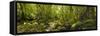 Molweni river flowing in a forest, Krantzkloof Nature Reserve, KwaZulu-Natal, South Africa-null-Framed Stretched Canvas