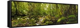 Molweni river flowing in a forest, Krantzkloof Nature Reserve, KwaZulu-Natal, South Africa-null-Framed Stretched Canvas