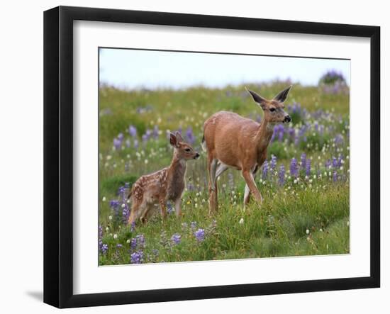 Mom and Baby Deer in Flowers-randimal-Framed Photographic Print