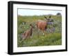 Mom and Baby Deer in Flowers-randimal-Framed Photographic Print