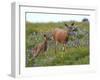 Mom and Baby Deer in Flowers-randimal-Framed Photographic Print