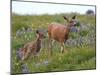 Mom and Baby Deer in Flowers-randimal-Mounted Photographic Print