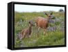 Mom and Baby Deer in Flowers-randimal-Framed Stretched Canvas