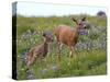 Mom and Baby Deer in Flowers-randimal-Stretched Canvas