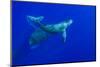 Mom and baby Humpback Whales, Pacific Ocean near Big Island, Hawaii-Stuart Westmorland-Mounted Photographic Print