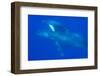 Mom and baby Humpback Whales, Pacific Ocean near Big Island, Hawaii-Stuart Westmorland-Framed Photographic Print