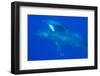 Mom and baby Humpback Whales, Pacific Ocean near Big Island, Hawaii-Stuart Westmorland-Framed Photographic Print