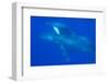 Mom and baby Humpback Whales, Pacific Ocean near Big Island, Hawaii-Stuart Westmorland-Framed Photographic Print