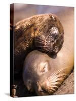 Mom and Baby Sea Lions, South Plaza Island, Galapagos Islands National Park, Ecuador-Stuart Westmoreland-Stretched Canvas