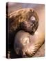 Mom and Baby Sea Lions, South Plaza Island, Galapagos Islands National Park, Ecuador-Stuart Westmoreland-Stretched Canvas